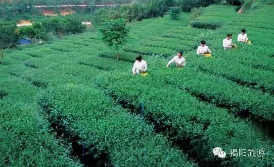 循着茶香，走进茶乡