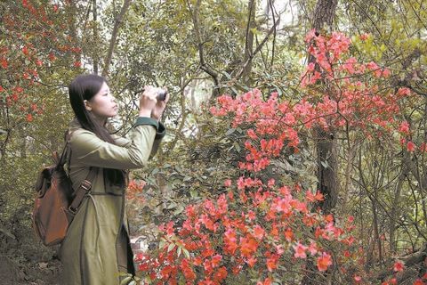 映山红花开红艳艳